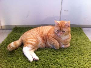 Katzen impfen