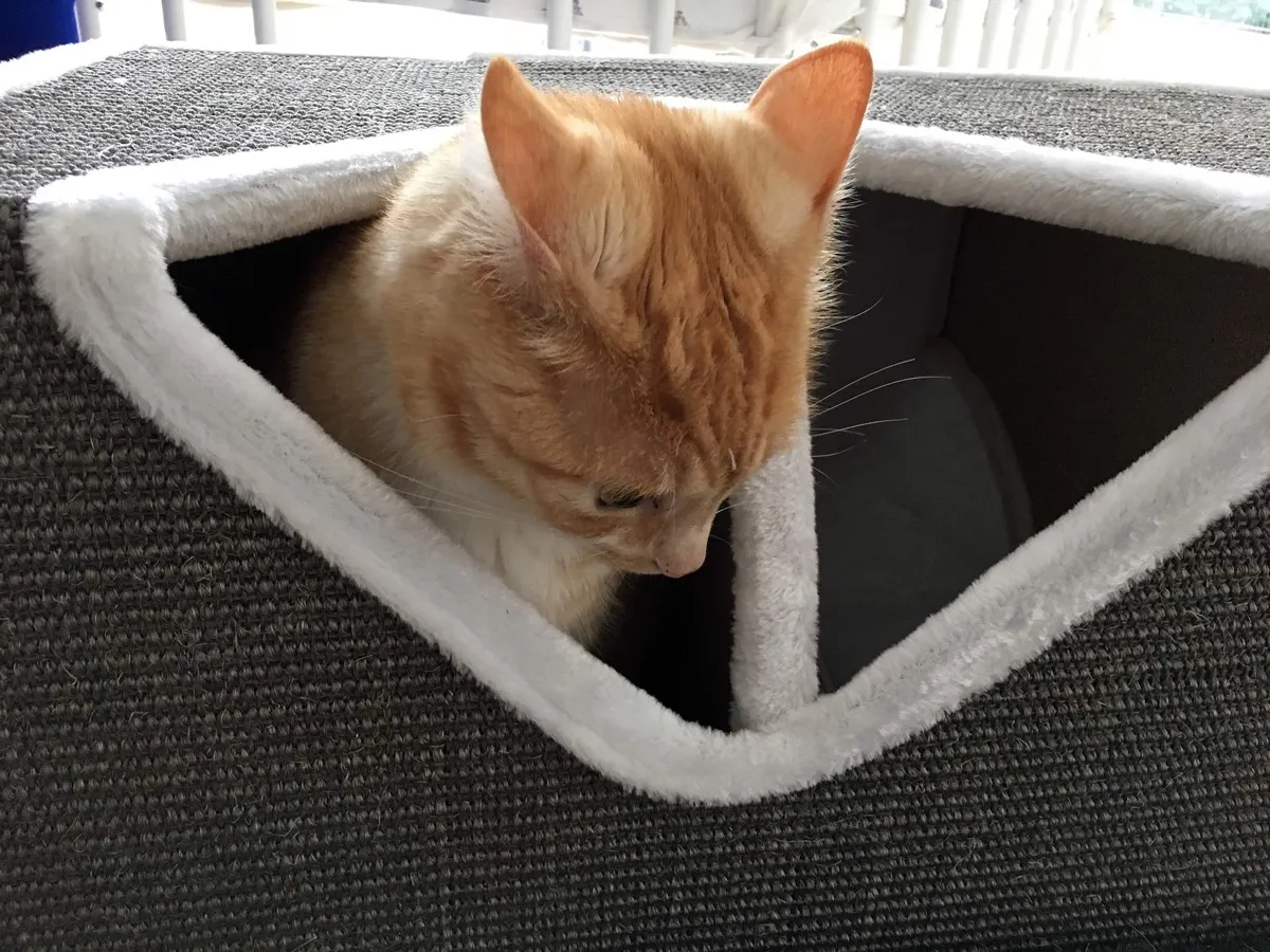 Ein Kater schaut aus einer der dreieckigen Höhlenöffnungen von Hugo