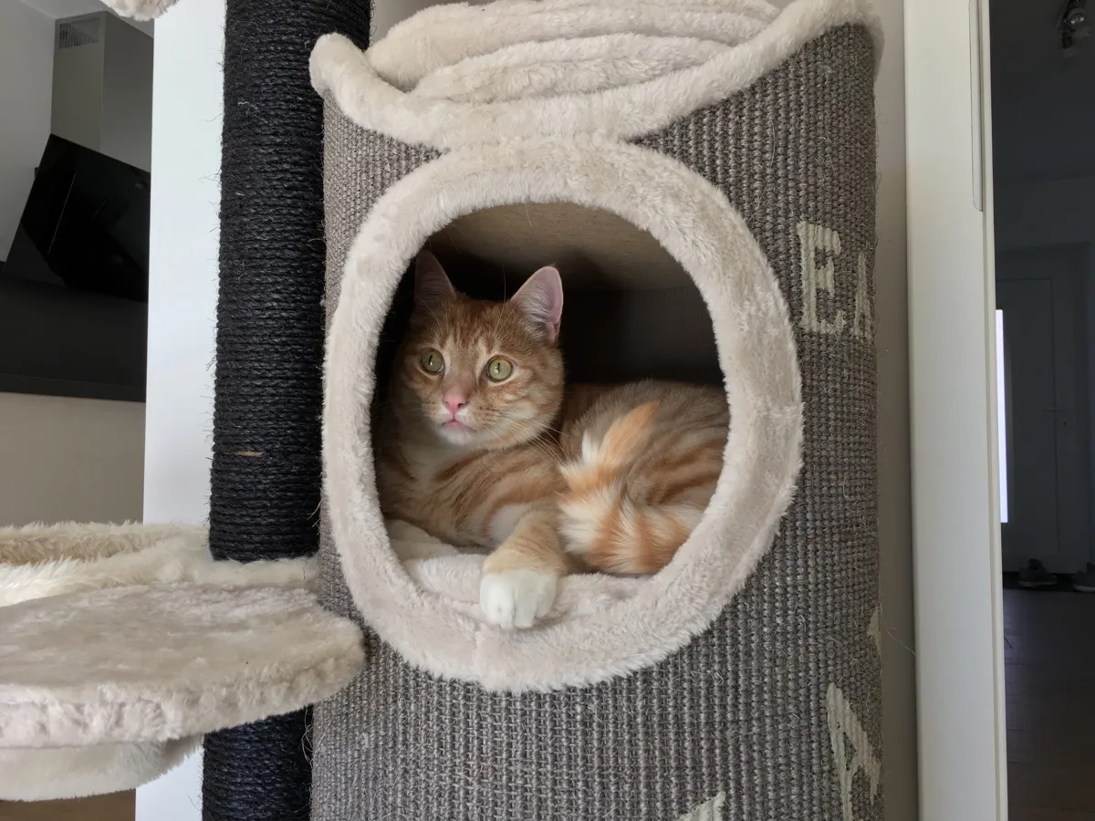 Clio liegt in der Höhle des Kratzbaums Juana von Trixie