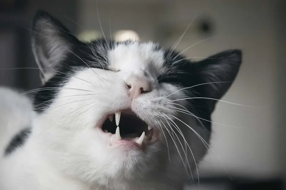 Flehmen - Katzen können mit dem Mund riechen & schmecken!