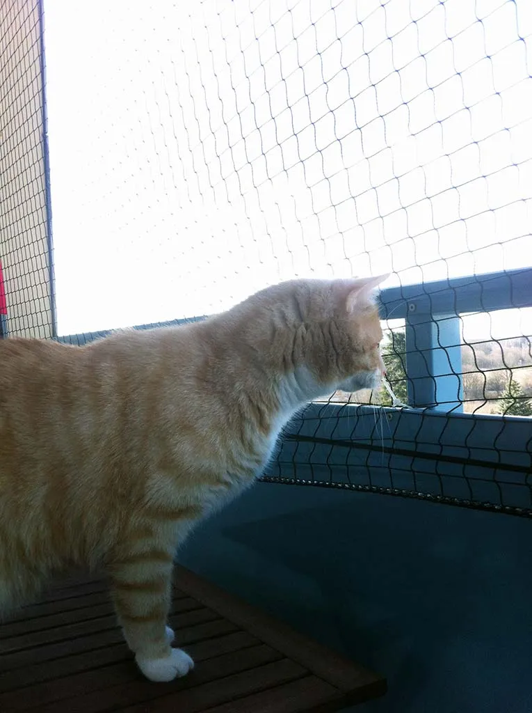 Katzennetz und Wohnungskatze Leo