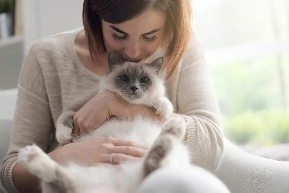 Die Birma Katze - Ist sie wirklich heilig?