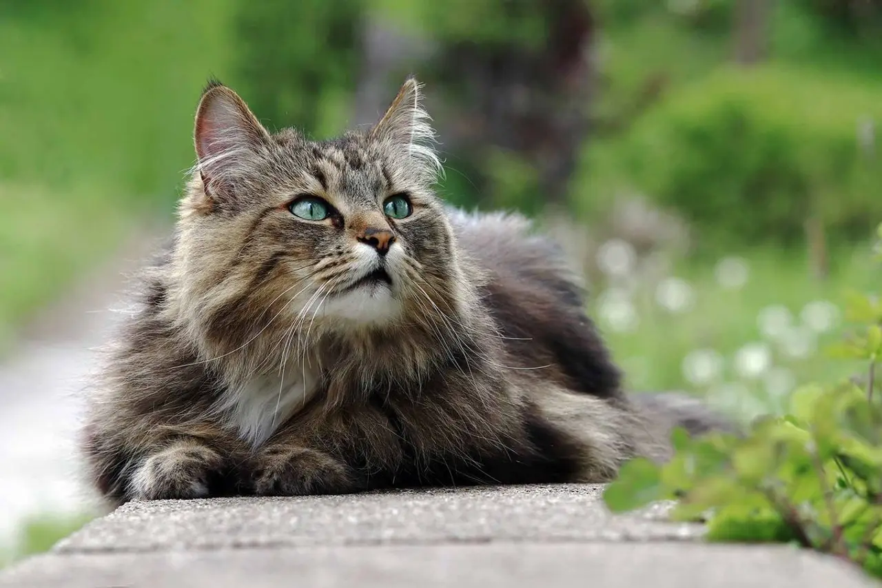 Norwegische Waldkatze - Katzenrasse für Allergiker?