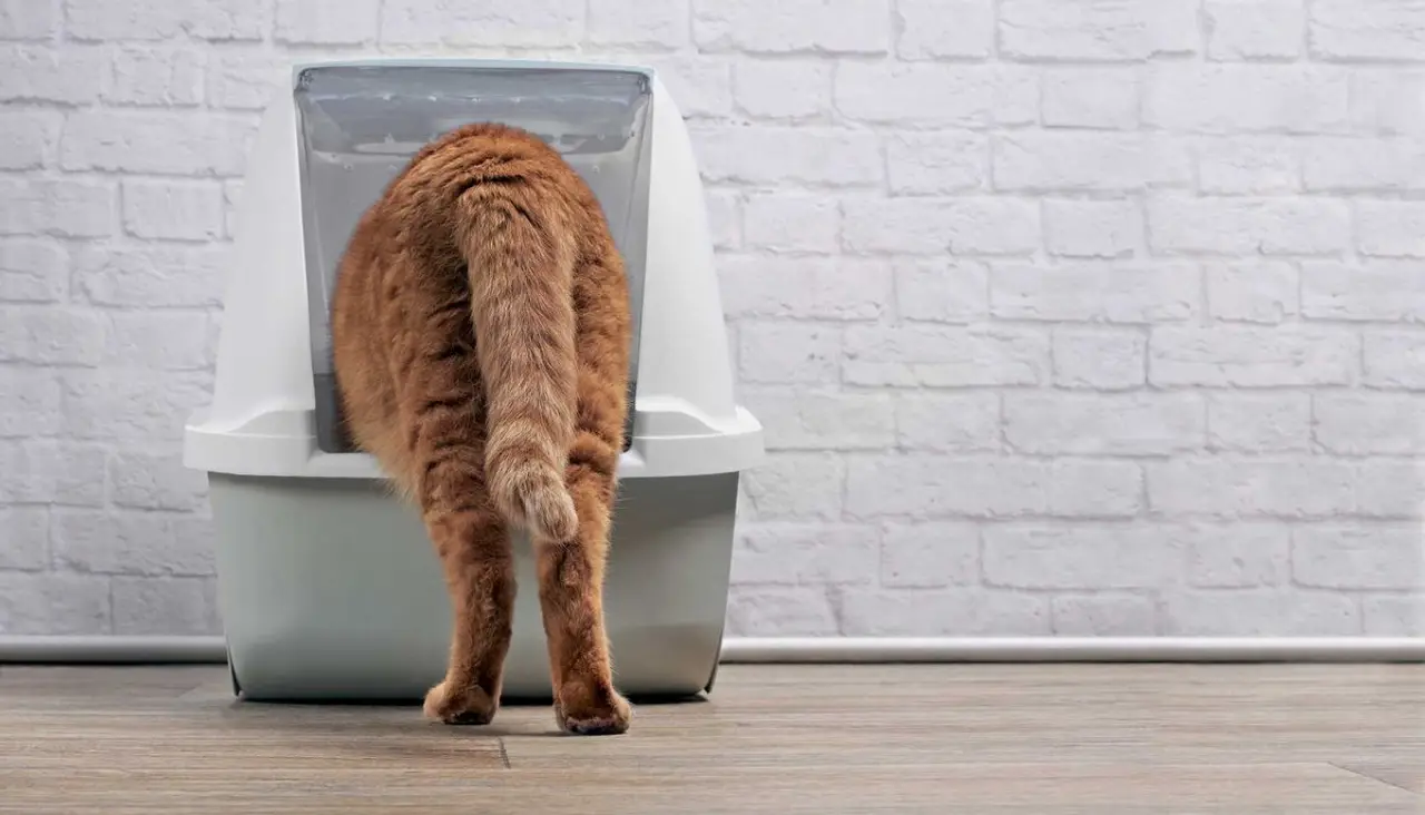 Der Katzenstreu Test & welches Katzenstreu wir verwenden