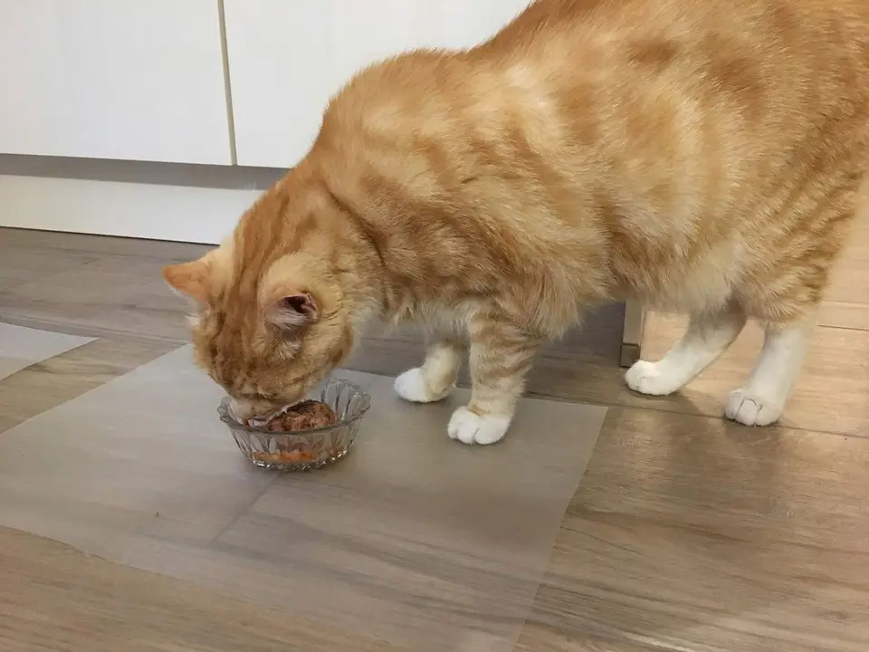BARF von SEITZ für Katzen - Wir haben die artgerechte Fütterung getestet