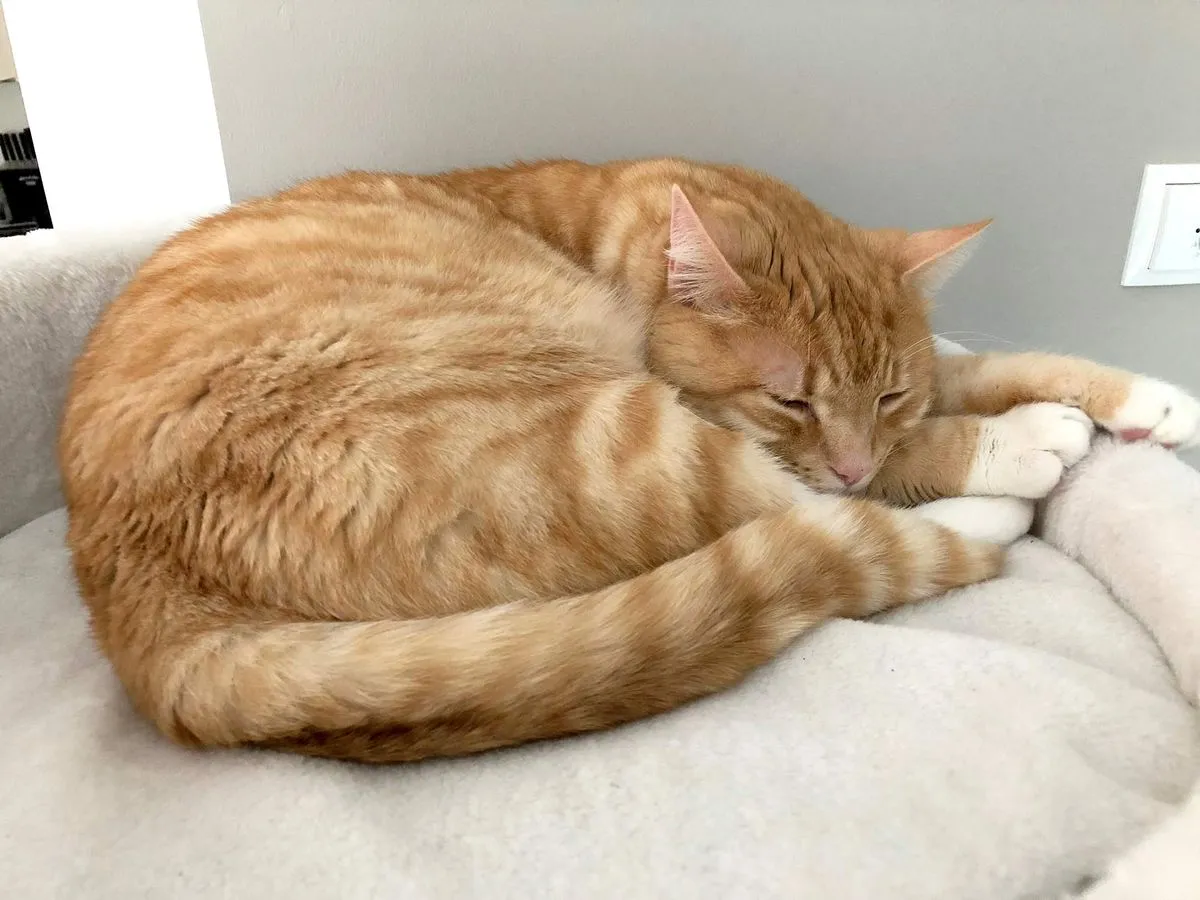 Rote Katzen - Was macht sie so besonders?