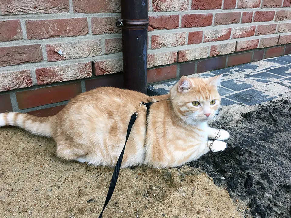 Wie Du Deine Katze an eine Katzenleine gewöhnst - 5 Tipps zur Vorbereitung