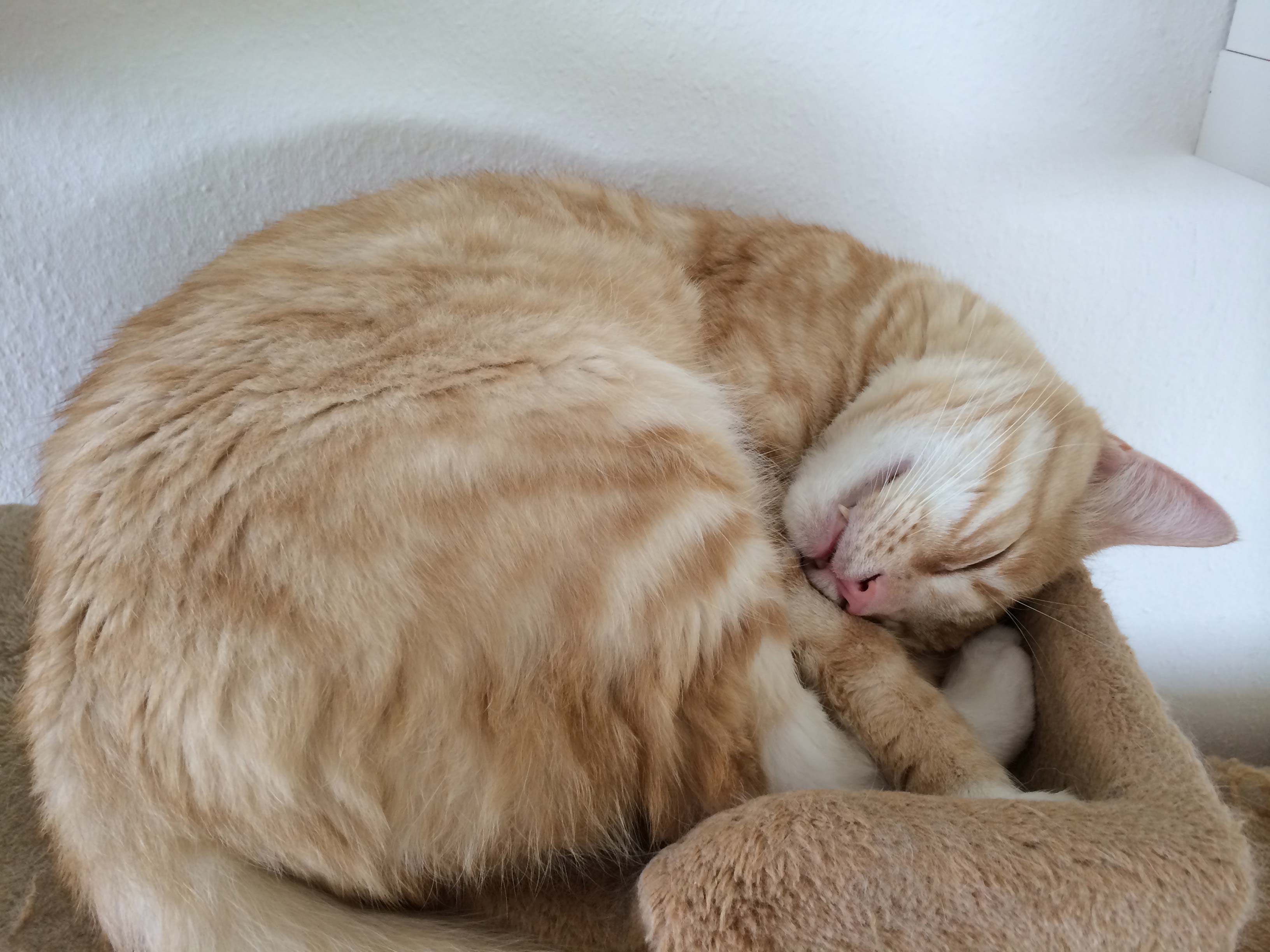 Clio schläft in seinem Katzenbett
