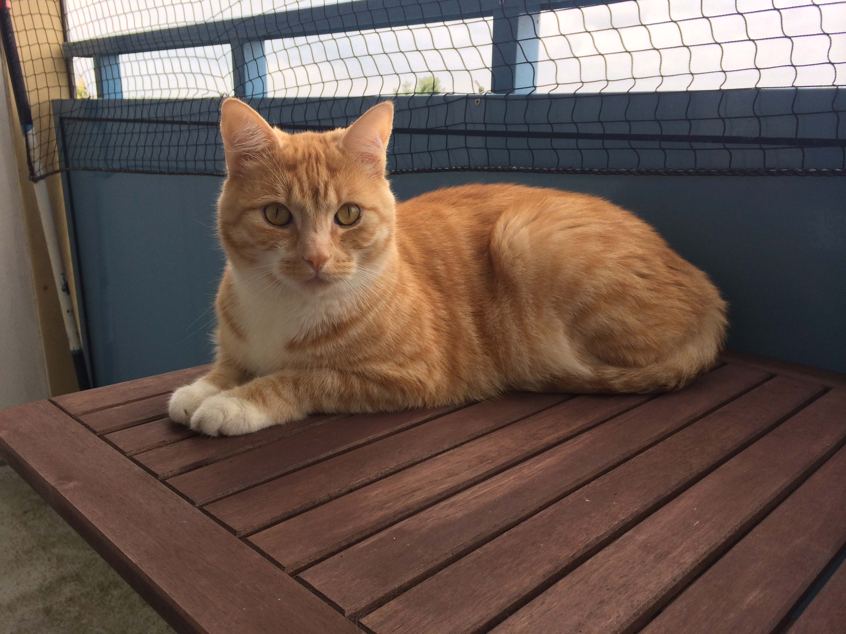 Katze kotzt ständig - Leo hat es überstanden