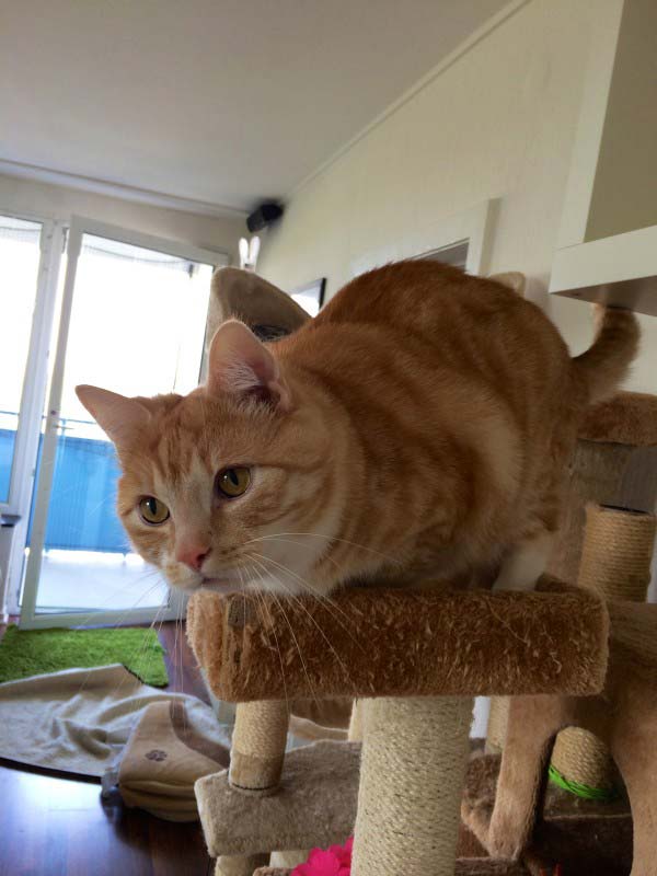 Katzenleine - Eine Katze an einer Leine führen?