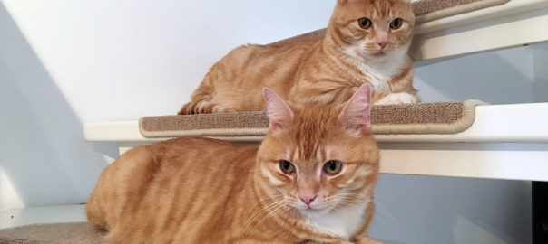 Zusammenleben mit Katzen mit schön