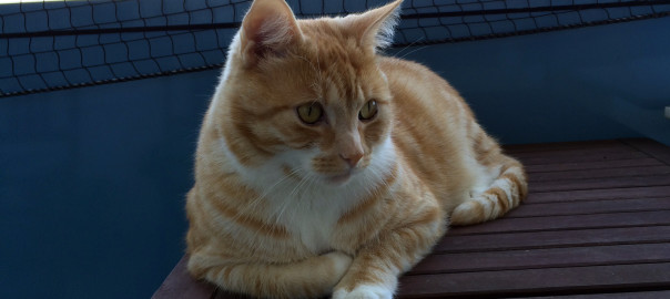 Leo: Unser Kater an der frischen Luft