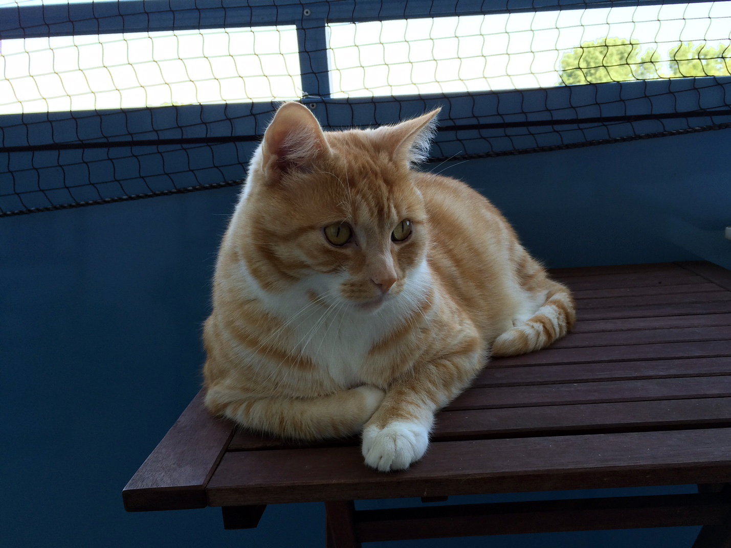 Leo: Unser Kater an der frischen Luft