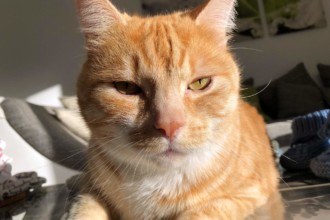 Baldrian & Katzenminze - Ein Vollrausch für Katzen?