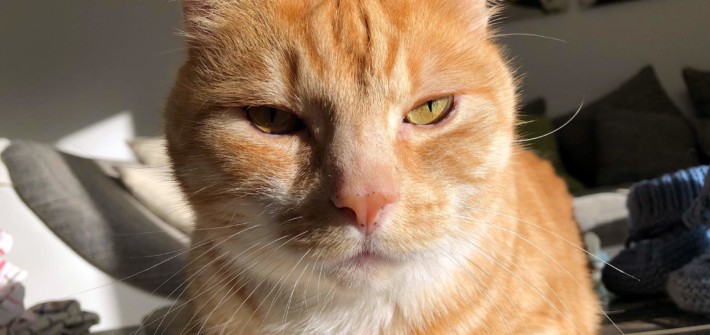 Baldrian & Katzenminze - Ein Vollrausch für Katzen?