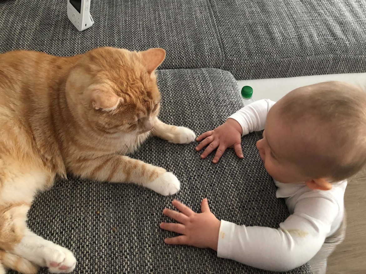 Beziehungsupdate Wie Entwickelt Sich Das Verhaltnis Von Katzen