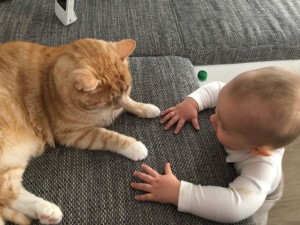 Beziehungsupdate: Wie entwickelt sich das Verhältnis unserer Katzen mit unserem Sohn?