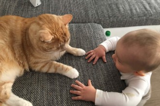 Beziehungsupdate: Wie entwickelt sich das Verhältnis unserer Katzen mit unserem Sohn?