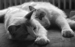 Katzenrasse: Birma Katze