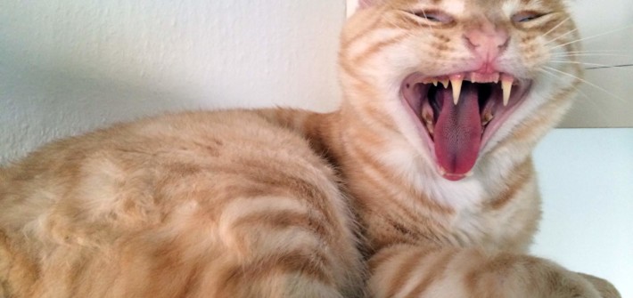 Clio die Wildkatze