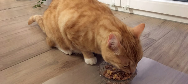 Clio frisst das neue PETS DELI Katzenfutter