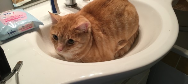Umzug mit Katzen - Clio versteckt sich im Waschbecken