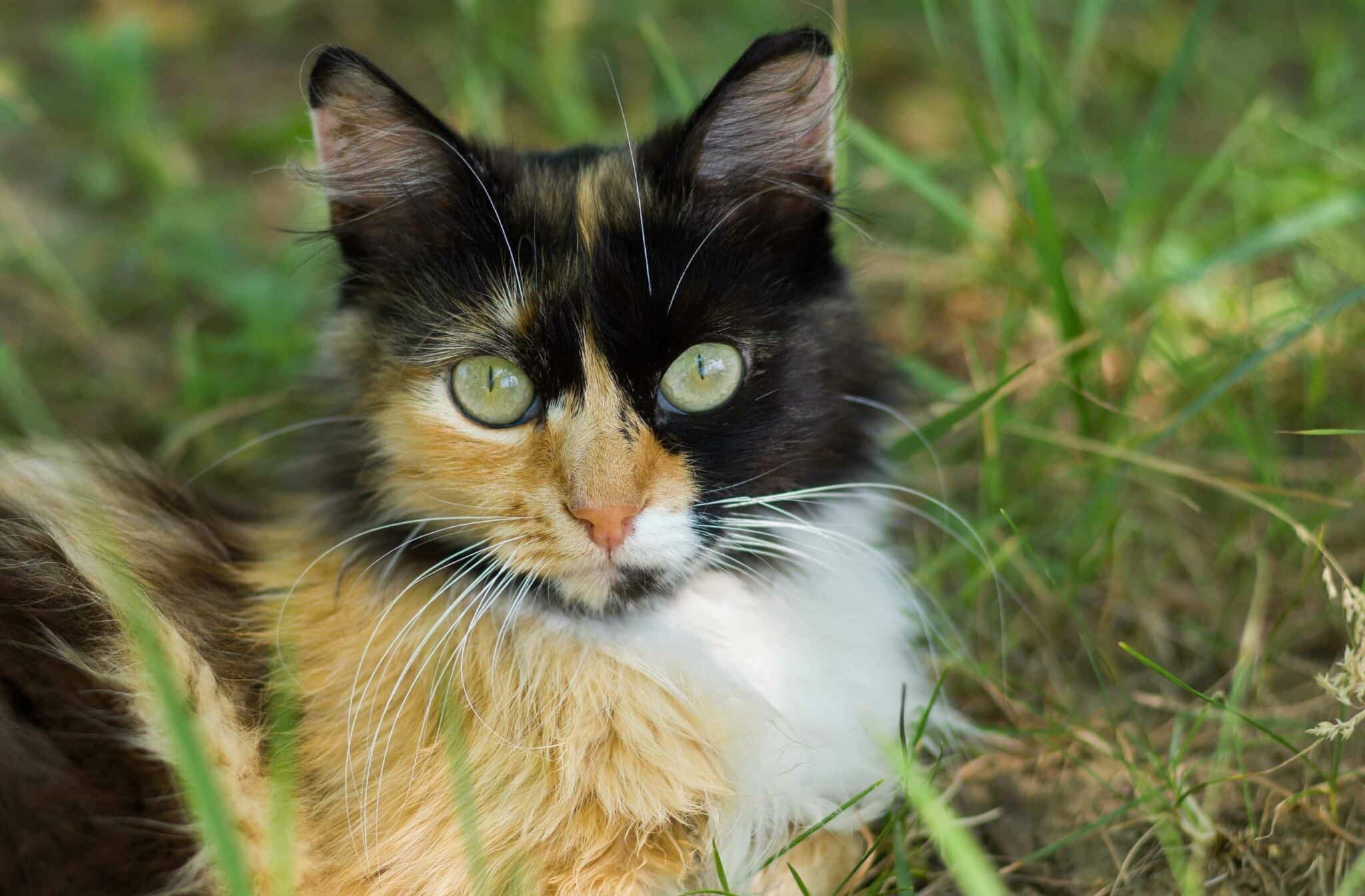 Dreifarbige Katzen - Die Glückskatzen