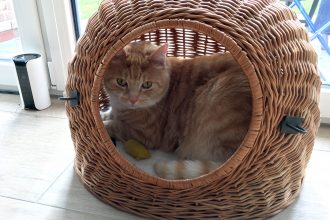 Etwas Neues ist für Katzen: Abwechslung ist wichtig