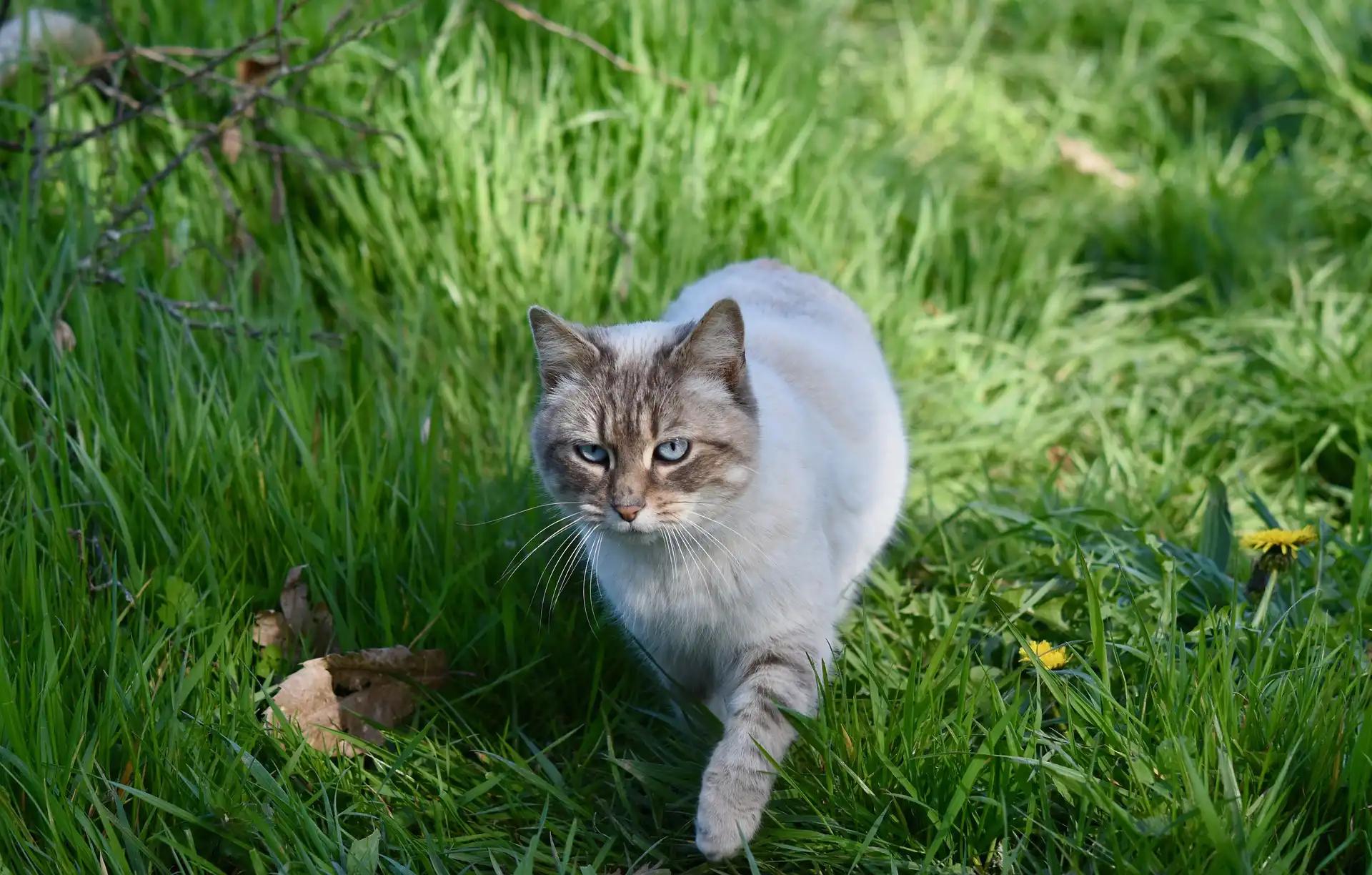 GPS Tracker für Katzen