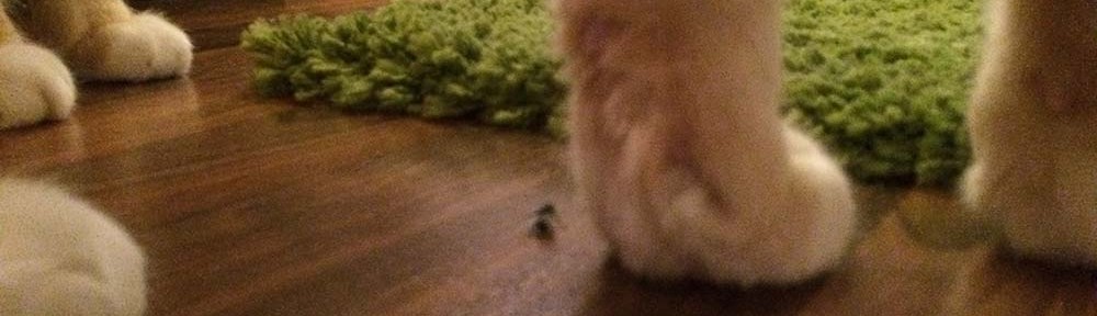 Unsere Katze frisst Fliegen - Leo auf der Jagd