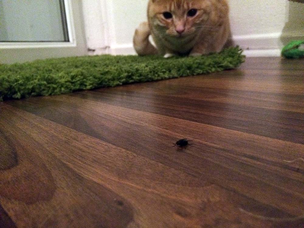 Unsere Katze frisst Fliegen - Auf der Lauer Unsere Katze frisst Fliegen - Auf der Lauer