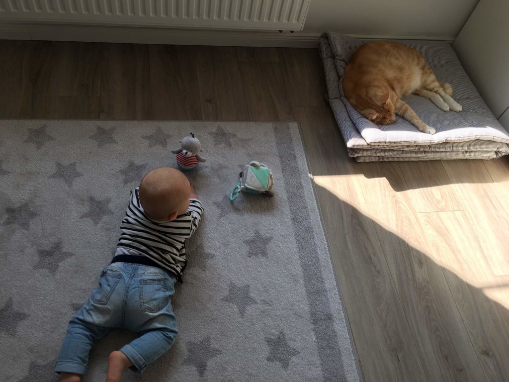Katzen und Babys - Der erste Kontakt