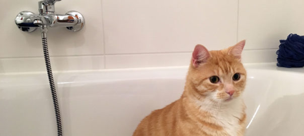 Was Du beim Katzen baden beachten und berücksichtigen solltest