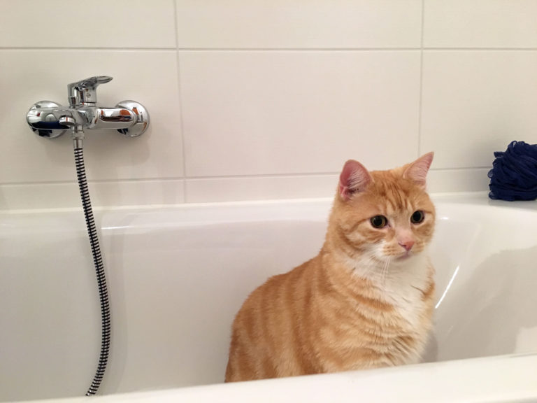 Was Tun Wenn Katzen überall Hinpinkeln Katze kotzt ständig - Was tun wenn Ihre Katze häufig erbricht?