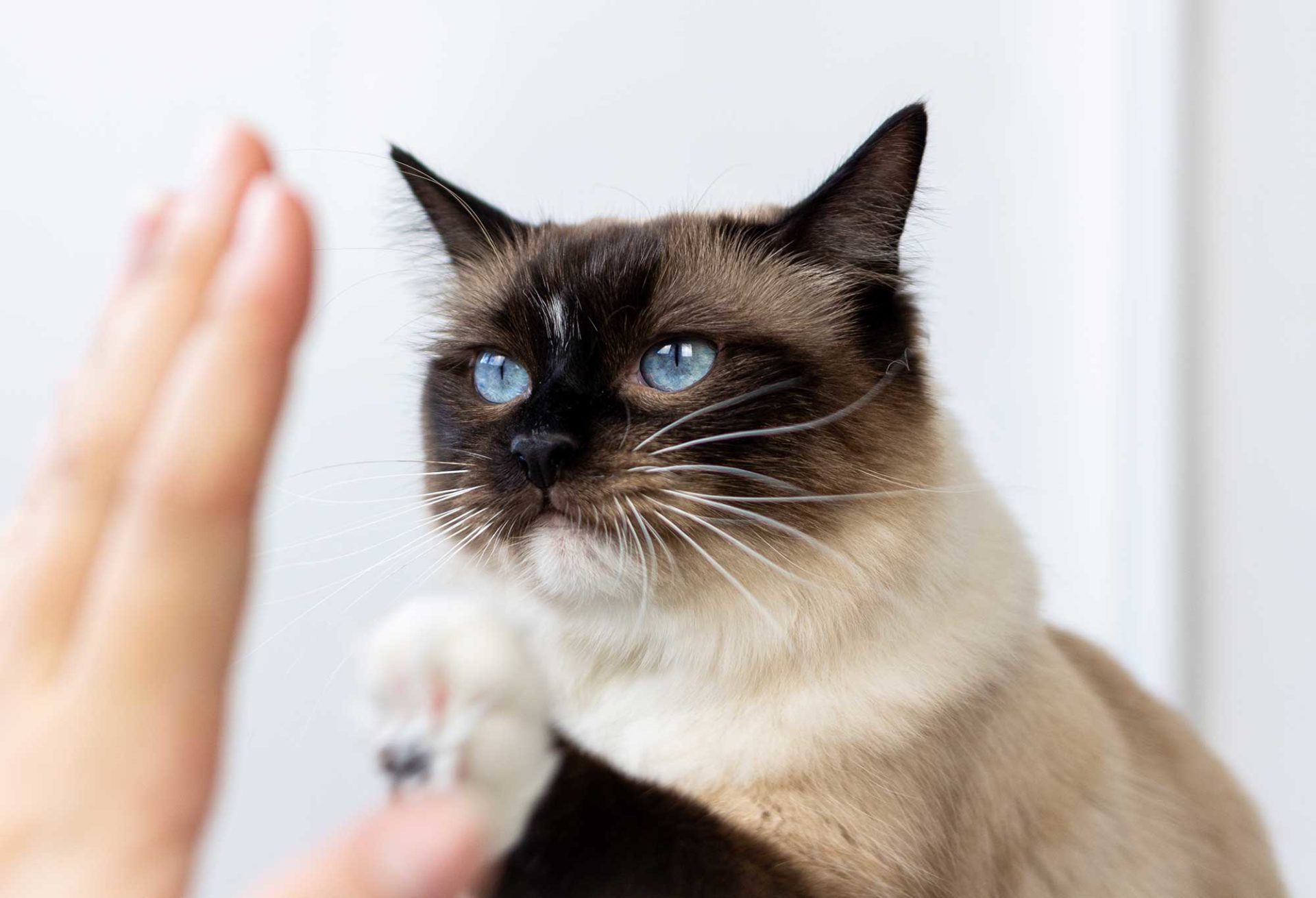 Katzen Clickertraining