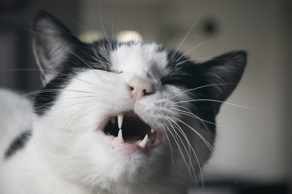 Katzen flehmen