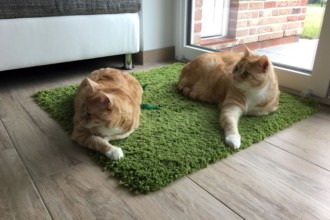 Katzen in der Schwangerschaft