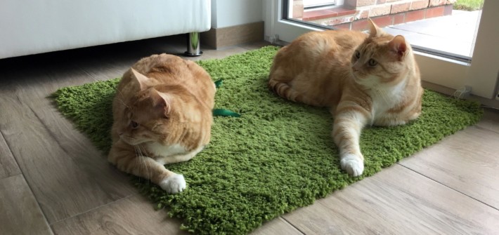 Katzen in der Schwangerschaft