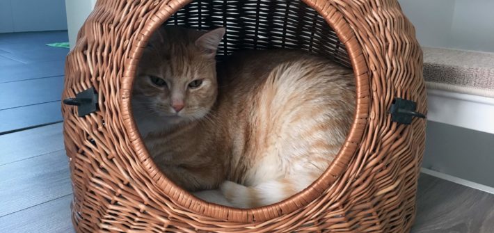 Katzen Transportbox kaufen