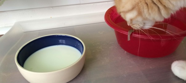 Katzen trinken an heißen Tagen