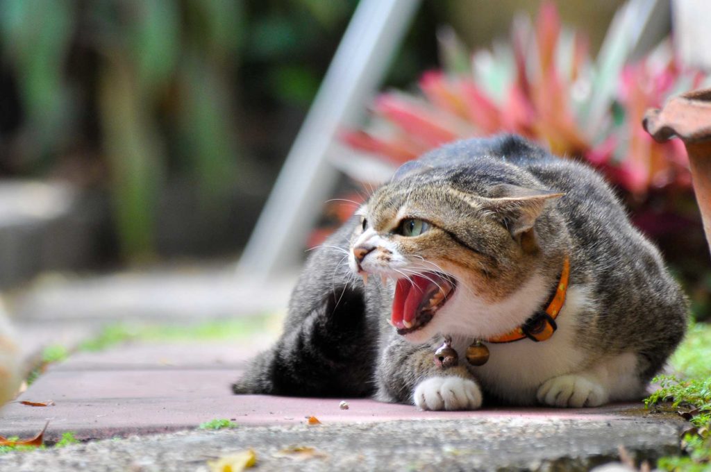 Katzen vertragen sich nicht mehr - was tun?