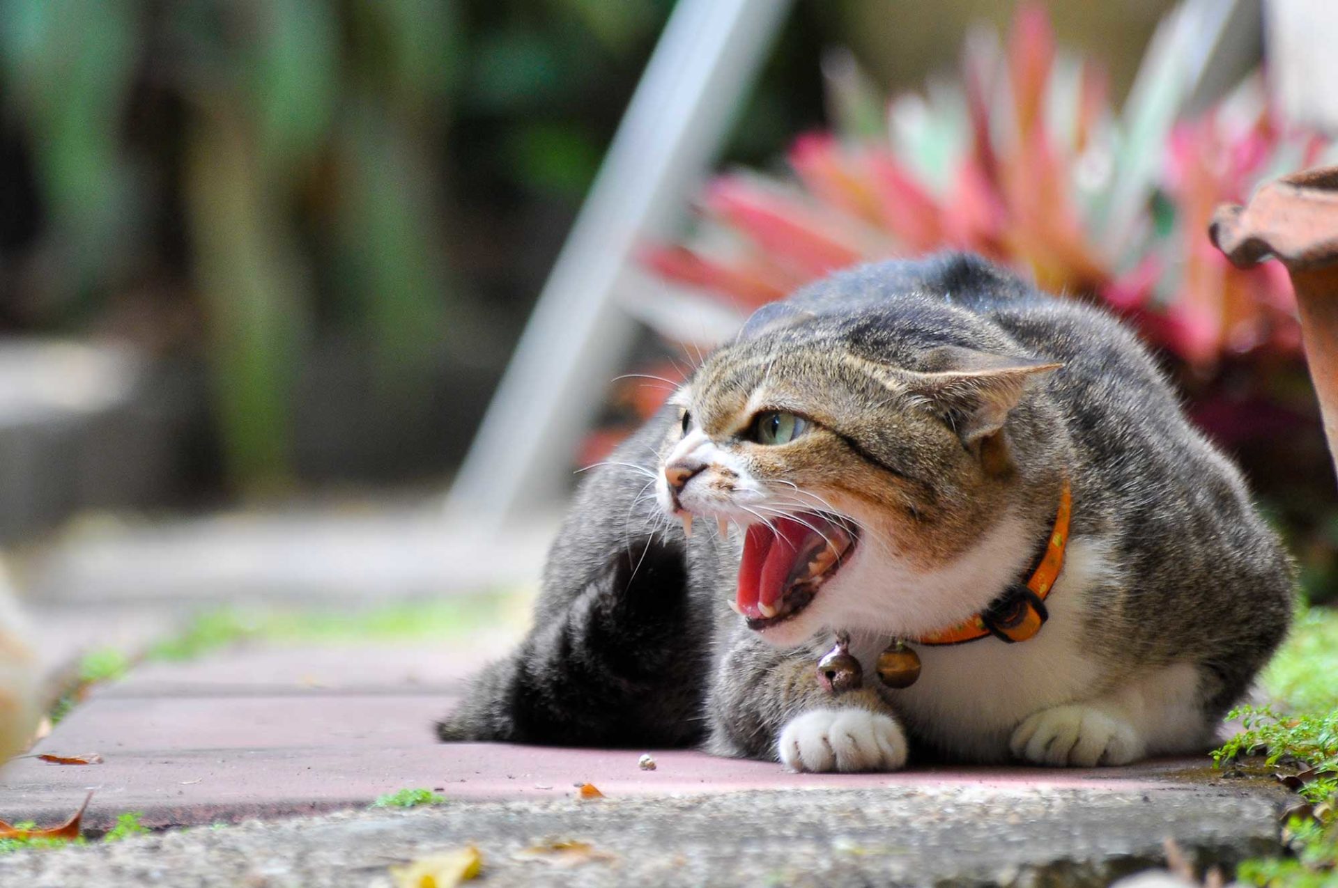 Katzen vertragen sich nicht mehr - was tun?