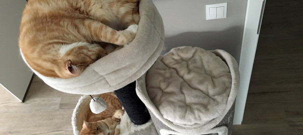 Ganz normal: Auch Katzen zucken im Schlaf