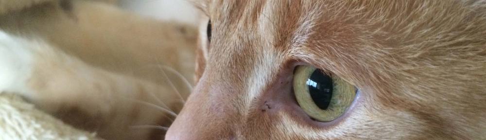 Katzenaugen - Wenn sich die Pupillen bei Katzen verändern