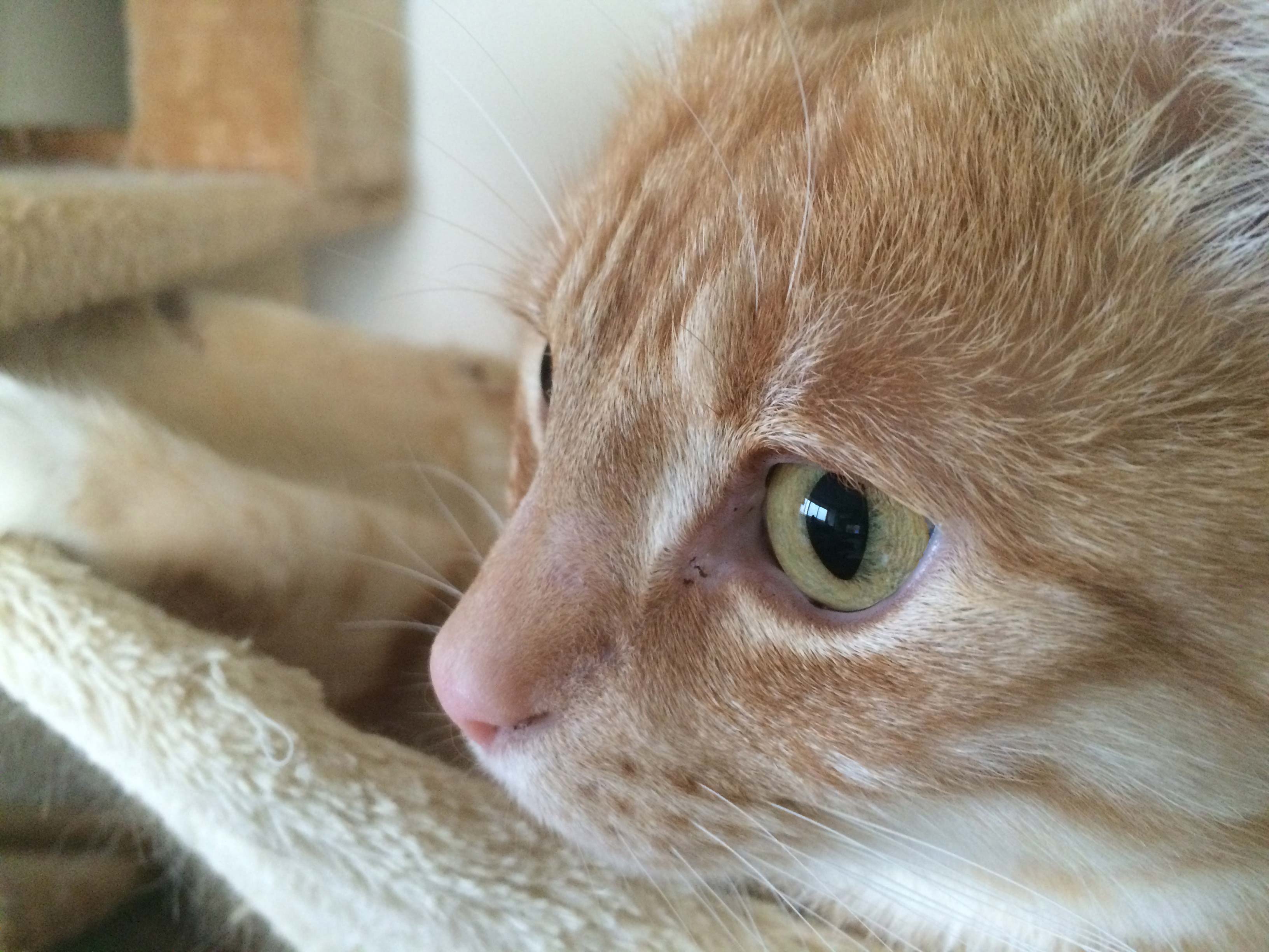 Katzenaugen - Wenn sich die Pupillen bei Katzen verändern