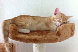 Katzenbabys