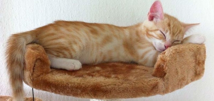 Katzenbabys