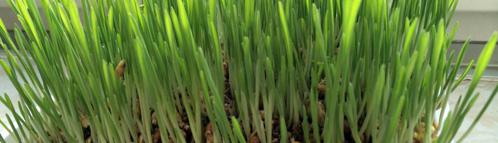 Katzengras hilft bei der Verdauung