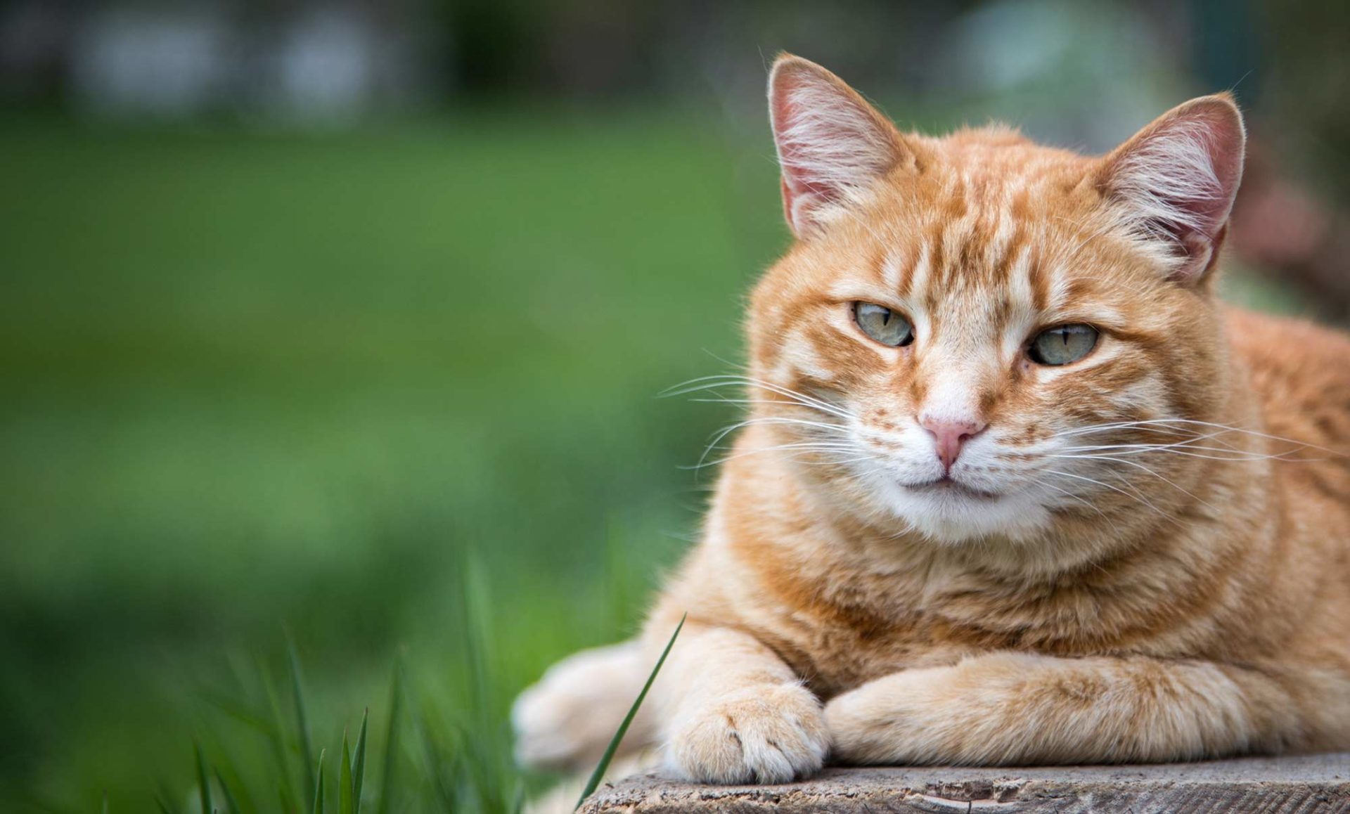 Sind Katzenhaare ein Grund gegen eine Katze?