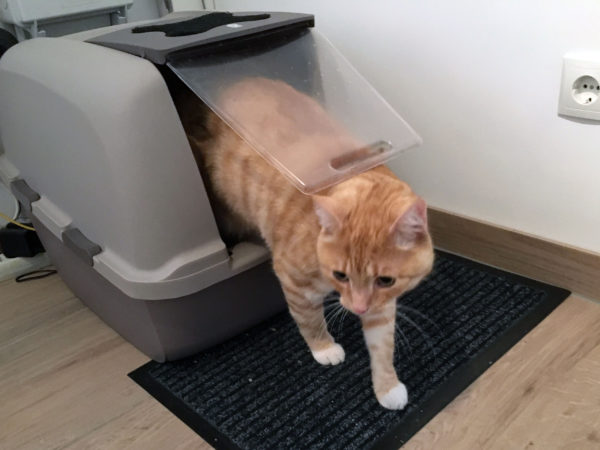 bestes katzenklo gegen geruch